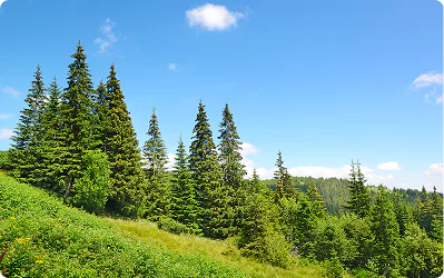 Mature Trees